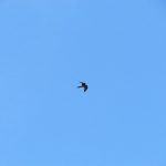 Red-footed Falcon in the sky