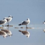 Gulls and their reflection
