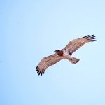 Short-toed Eagle flying