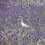 Cattle Egret in a field of purple flowers