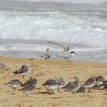 Sanderlings and Little Terns on the beach