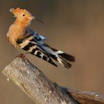 Hoopoe perched on a branch