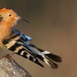 Hoopoe perched on a branch