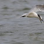 Sandwich Tern fishing