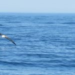 Cory's Shearwater above the sea