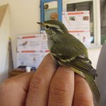 yellow-browed-warbler in the hand