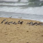 Sanderlings and Little Terns on the beach