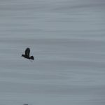 Storm-Petrel flying over the sea