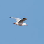 Slender-billed Gull flying