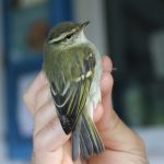 Yellow-browed Warbler in the hand