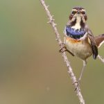 Bluethroat perched on a branch