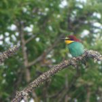 Bee-eater perched on a branch