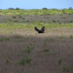 Montagu's Harrier flying over a field