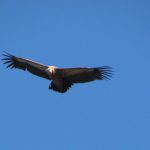 Griffon Vulture flying