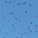 Vultures soaring