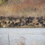 Glossy Ibis and waders by a lagoon