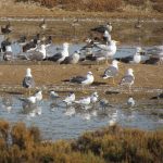 Waders, gulls and terns