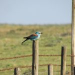 Roller perched on a post