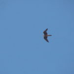 Eleonora's Falcon gliding