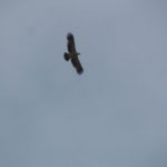 Spanish Imperial Eagle soaring
