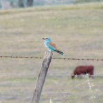 Roller sitting on a post. Cow on the background