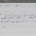 ducks on a lagoon