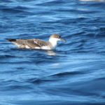 Great Shearwater on water