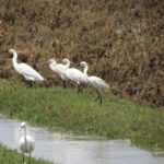 egrets on a field
